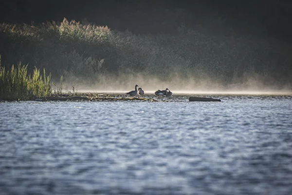 Wildgänse beobachten – Naturschauspiel am See