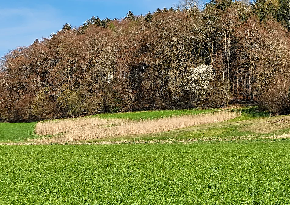 Foto einer Wiese, Standort Waldkindergarten