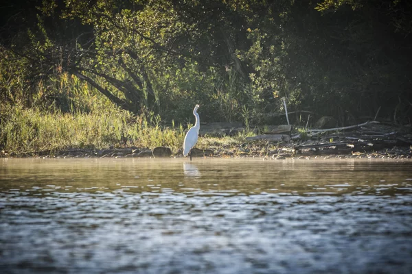 Im Licht des Tages – Der Silberreiher